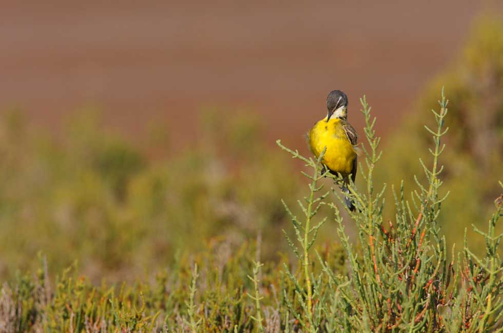 Imagen 1 de la galería de Lavandera boyera - Western Yellow Wagtail